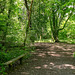 Brotherton Park woodland