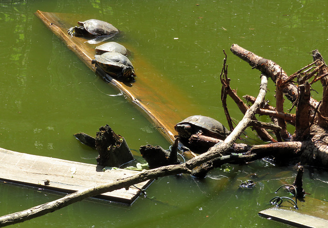 Schildkrötenanlage