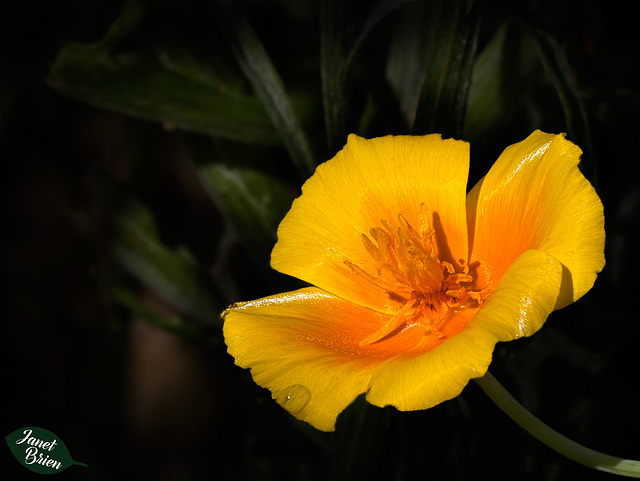 31/366: California Poppy with Droplet