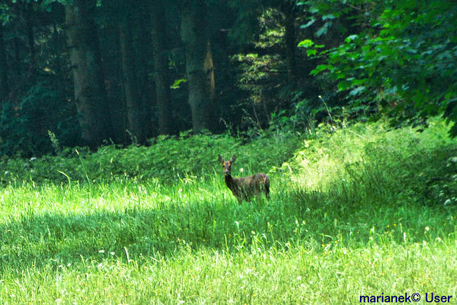 Roe deer on the meadow