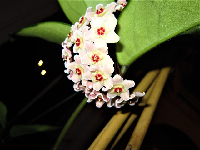 One of the many flowers on my hoya plant