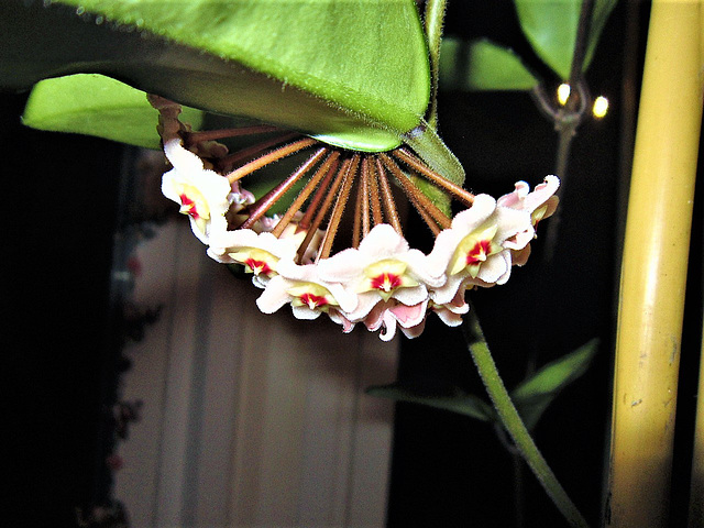 Side view of my hoya flower