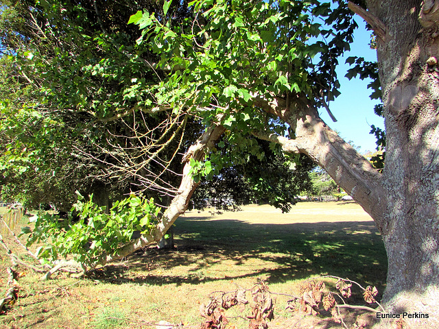 Trees in Wharepapa School Grounds