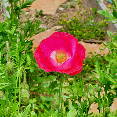 P1300080- Coquelicot rose - Jardin.  19 mai 2020