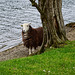 Inquisitive sheep