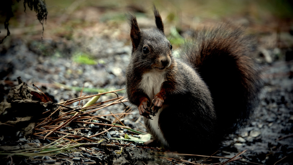 Écureuil roux, (Sciurus vulgaris,Eurasian Red Squirrel)