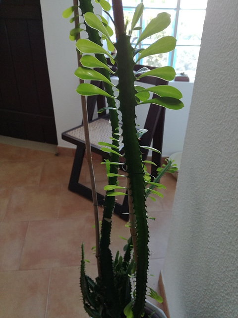 The cactus long legs