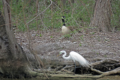 Great Egret and a Canada Goose