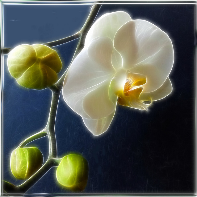 Weisse Orchidee... ©UdoSm
