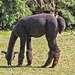 20150911 8866VRAw [D~HF] Alpaka (Lama pacos oder Vicugna pacos), Tierpark, Herford