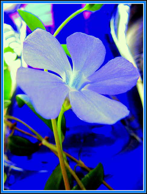 Kompozíció kék virággal   Composition with blue flower