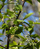 20200408 7139CPw [D~MI] Trauben-Kirsche (Prunus padus), Großes Torfmoor, Hille