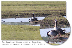 Egyptian Goose - Exceat - 23.3.2015