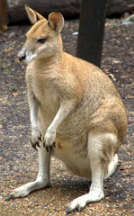 Kangaroo from Cairns Zoo