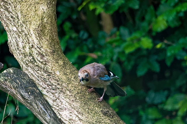 Jay waiting for its turn on the feeder.