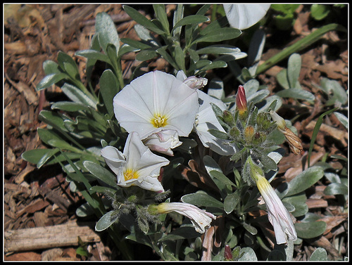 Convolvulus cneorum (2) Convolvulus cneorum (2)