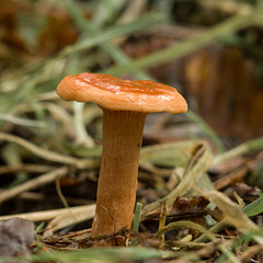 Oct 9th: fungus