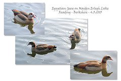 Egyptian Geese on Maiden Erlegh Lake - Reading - 4.3.2015