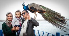 l'oiseau bleu à Bejaïa