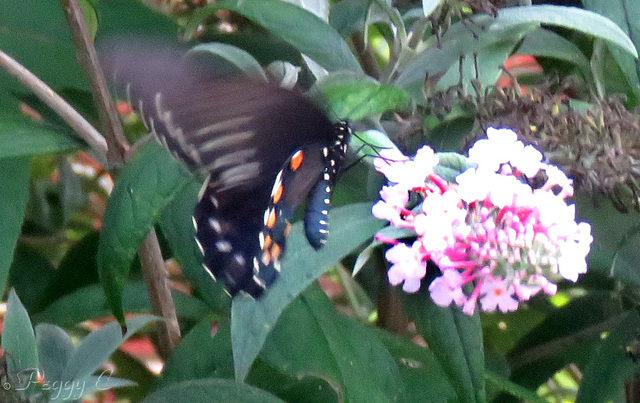 Pipevine Swallowtail -
