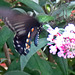 Pipevine Swallowtail -