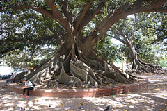 Buenos Aires, Giant Ficus in the Park of San Martin de Tours