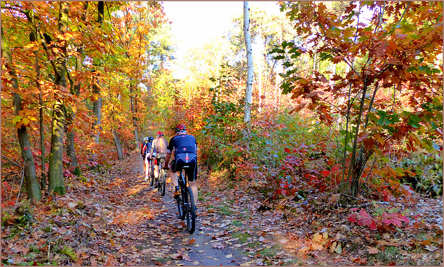 Bicycle riders in the Forest...