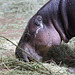 Mama Zwergflußpferd (Zoo Zürich)