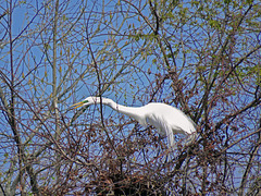 Great Egret at its Nest