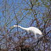 Great Egret at its Nest