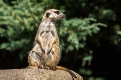 20150911 8870VRAw [D~HF] Erdmännchen (Suricata suricatta), Tierpark, Herford