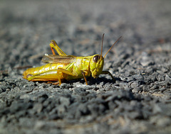 grasshopper / sauterelle