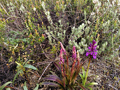 Wild orchids (lesser spotted purple?) amid the wild lavender