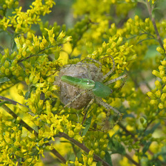 Green lynx spider with egg sac on goldenrod