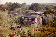 Whitfield allotments