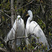 Great Egrets in Breeding Plumage