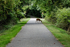 There's a Deer on the Path