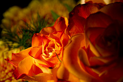 Rose 42/50 : Das Entscheidende an Liebe ...