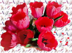 My wonderful bouquet of tulips ♡