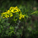 yellow euphorbia