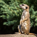 20150911 8871VRAw [D~HF] Erdmännchen (Suricata suricatta), Tierpark, Herford