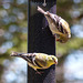 Day 2, American Goldfinch females, Rondeau PP