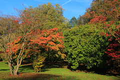 Acer in Autumn