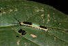 CaterpillarIMG_3136