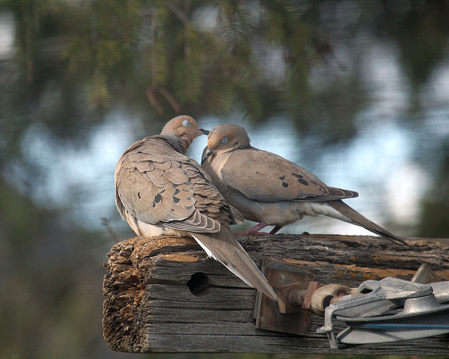 tourterelle triste / mourning dove