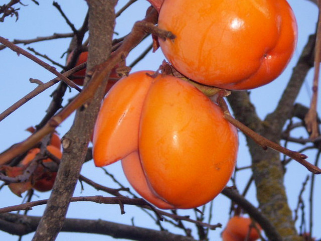 Unusual persimmon.