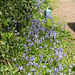 The bluebells are now growing beautifully in the driveway