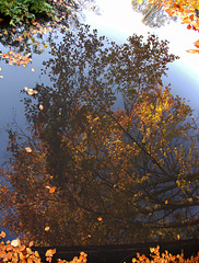 Autumn Reflections 6