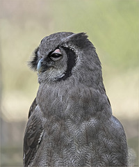 Half-length portrait of a milk eagle owl in half profile