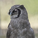 Half-length portrait of a milk eagle owl in half profile